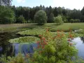Staw z liliami wodnymi i kwitnącym krzewem na tle lasu.