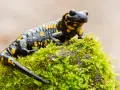 Czarna salamandra plamista z żółtymi cętkami siedzi na omszałym kamieniu. Ciekawostki o tym płazie są fascynujące!