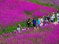 Grupa turystów przemierza kwitnącą halę gąsienicową. Fioletowe kwiaty tworzą barwny dywan, a ludzie podziwiają piękno natury.