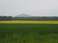 Zielone pole zboża, żółte pole rzepaku, las i stożkowaty wulkan w tle.