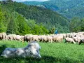 Biały pies pasterski czuwa nad redykiem owiec na zielonym zboczu w Szczawnicy. W tle góry i lasy.