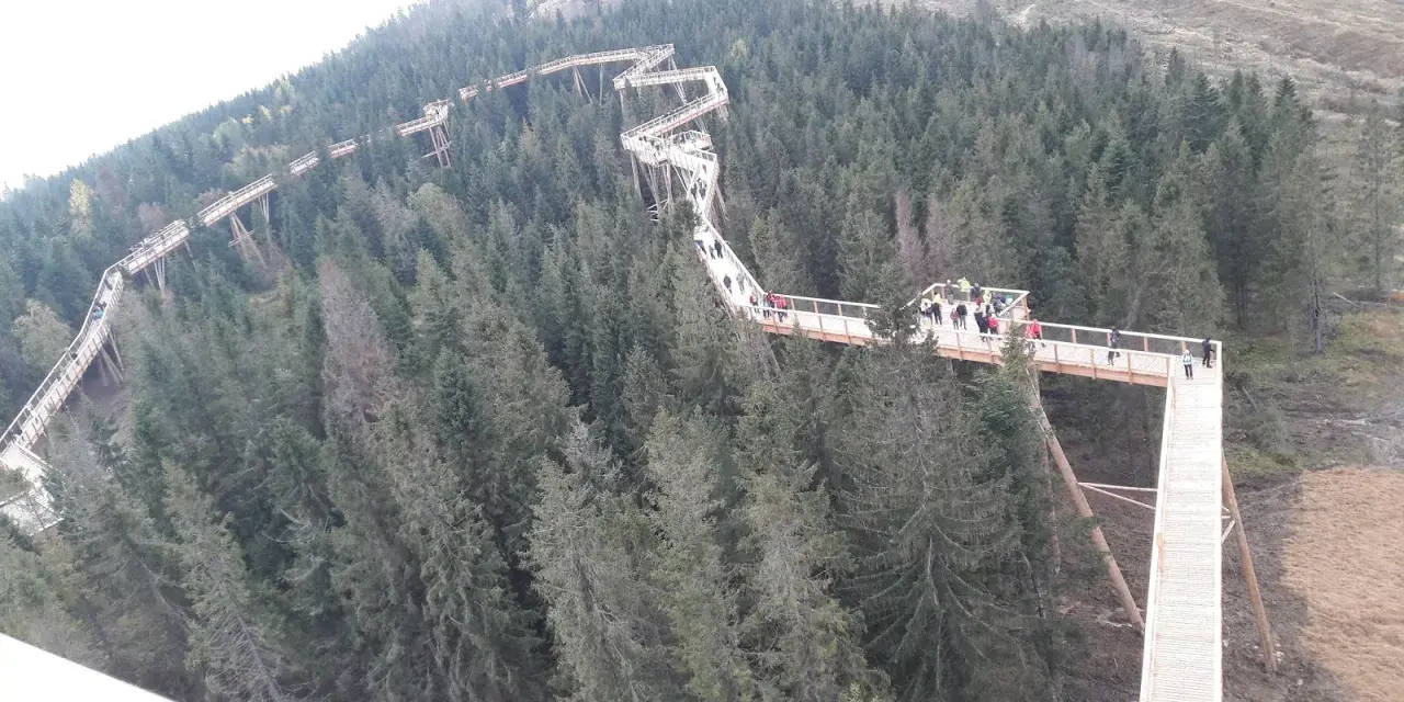 Drewniana ścieżka w koronach drzew w Szczawnicy wije się wśród gęstego lasu iglastego. Spacerowicze podziwiają widoki z wysokości.