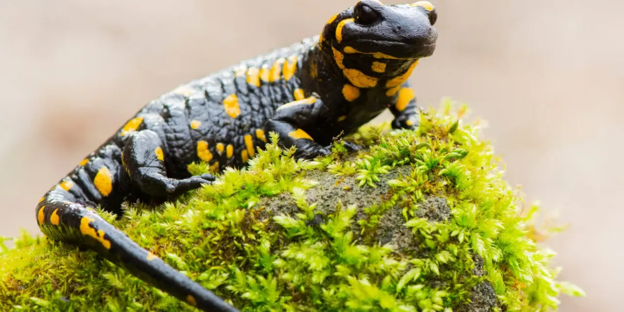 Czarna salamandra plamista z żółtymi cętkami siedzi na omszałym kamieniu. Ciekawostki o tym płazie są fascynujące!