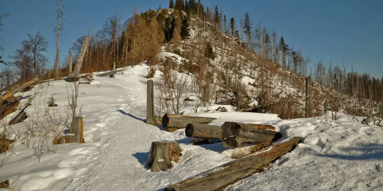 Śnieżna ścieżka prowadzi na szczyt Nosala, gdzie leżą powalone pnie drzew.