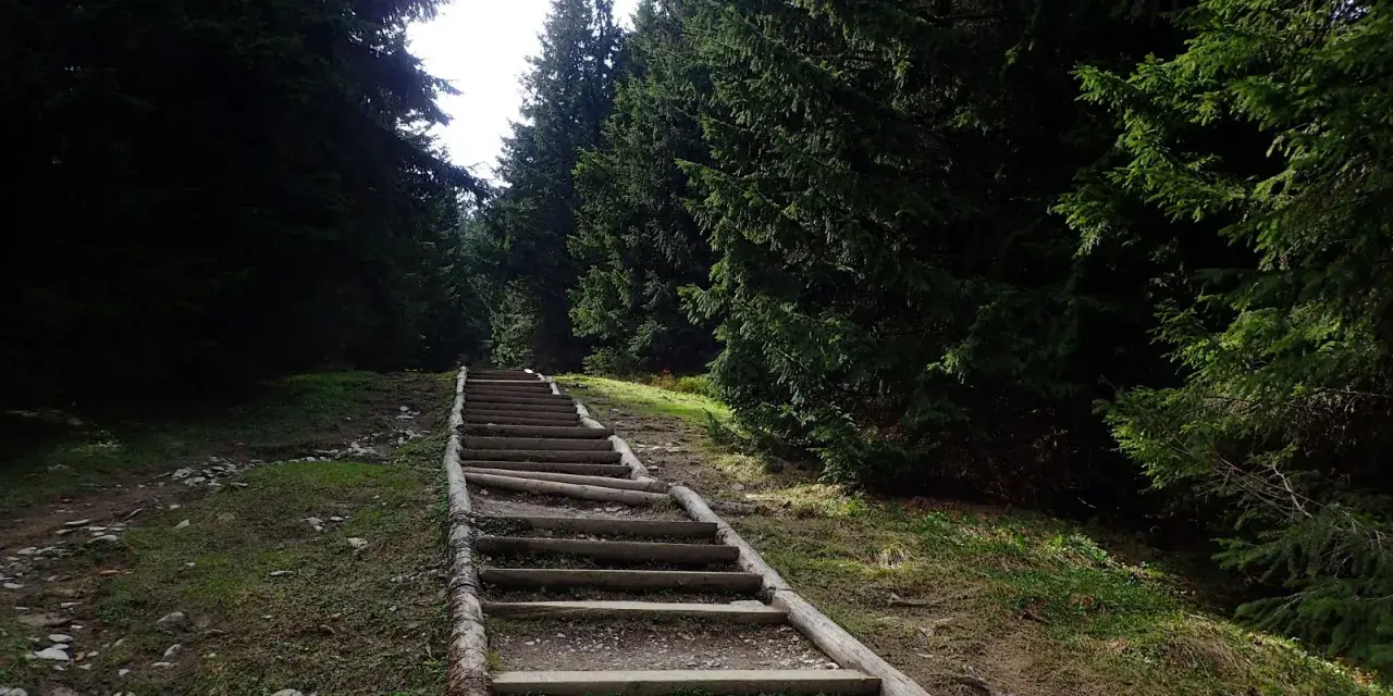 Długie, drewniane schody w lesie, jak gęsia szyja, wiodą w górę. Ile schodów do pokonania?