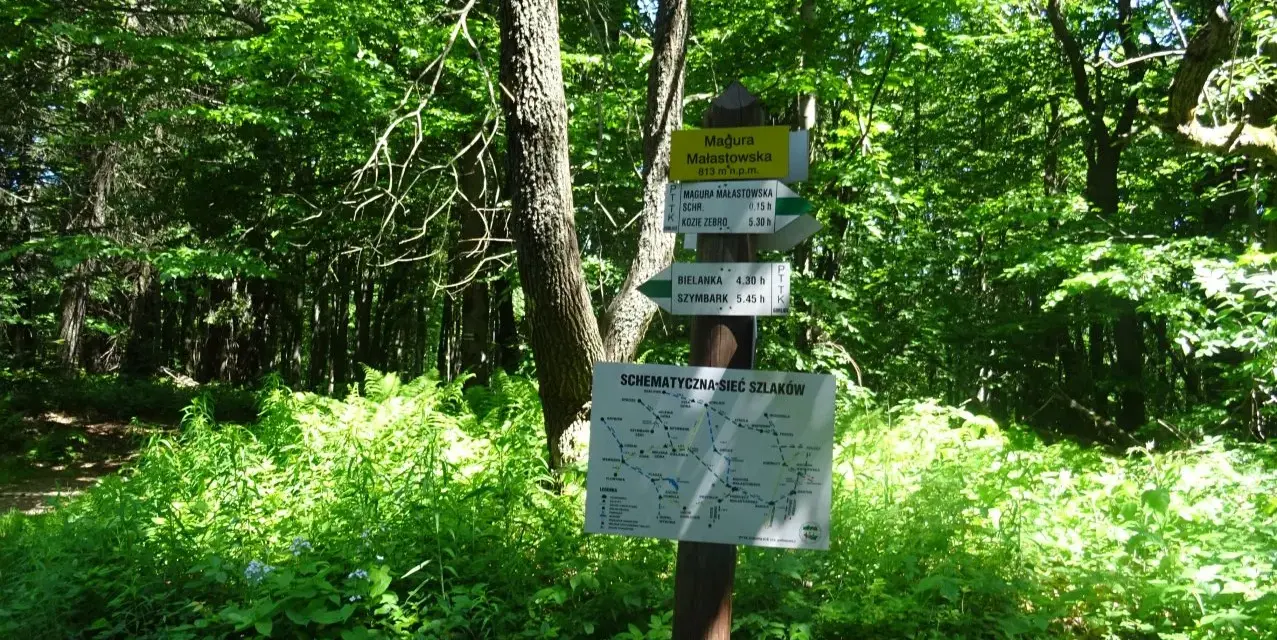 Leśny drogowskaz szlaków turystycznych z mapą i informacjami o trasach.