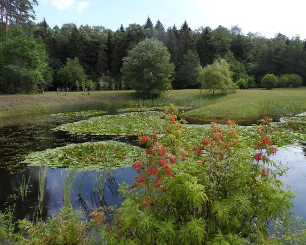 Staw z liliami wodnymi i kwitnącym krzewem na tle lasu.
