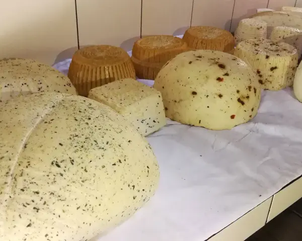 Różne rodzaje serów owczych, niektóre z ziołami, inne z papryczką, prezentowane na białym obrusie.