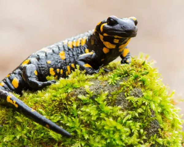 Czarna salamandra plamista z żółtymi cętkami siedzi na omszałym kamieniu. Ciekawostki o tym płazie są fascynujące!