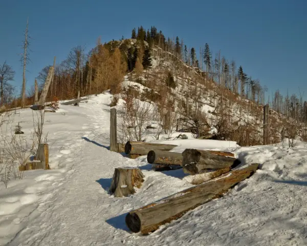 Śnieżna ścieżka prowadzi na szczyt Nosala, gdzie leżą powalone pnie drzew.
