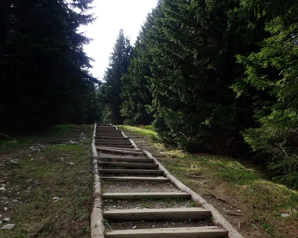Długie, drewniane schody w lesie, jak gęsia szyja, wiodą w górę. Ile schodów do pokonania?