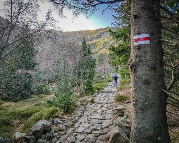 Kamienista ścieżka w górach, oznaczona czerwonym szlakiem na drzewie, prowadzi turystę w stronę Śnieżki.