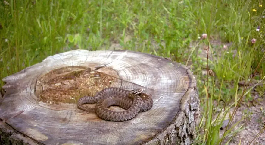 Żmija zygzakowata na pniu. Ciekawostki o jej kamuflażu i życiu w naturze.