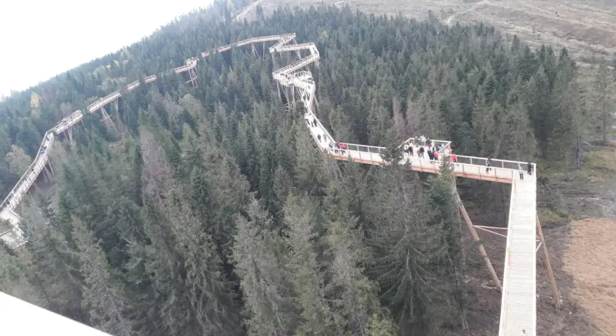 Drewniana ścieżka w koronach drzew w Szczawnicy wije się wśród gęstego lasu iglastego. Spacerowicze podziwiają widoki z wysokości.
