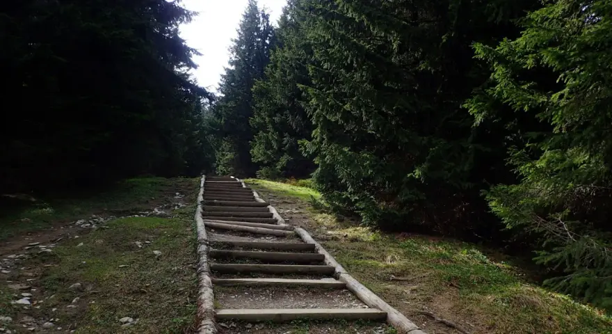 Długie, drewniane schody w lesie, jak gęsia szyja, wiodą w górę. Ile schodów do pokonania?