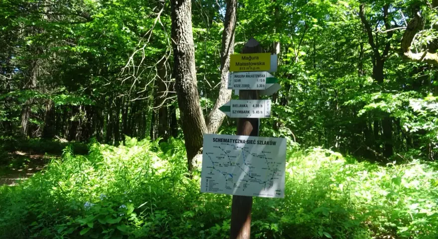 Leśny drogowskaz szlaków turystycznych z mapą i informacjami o trasach.