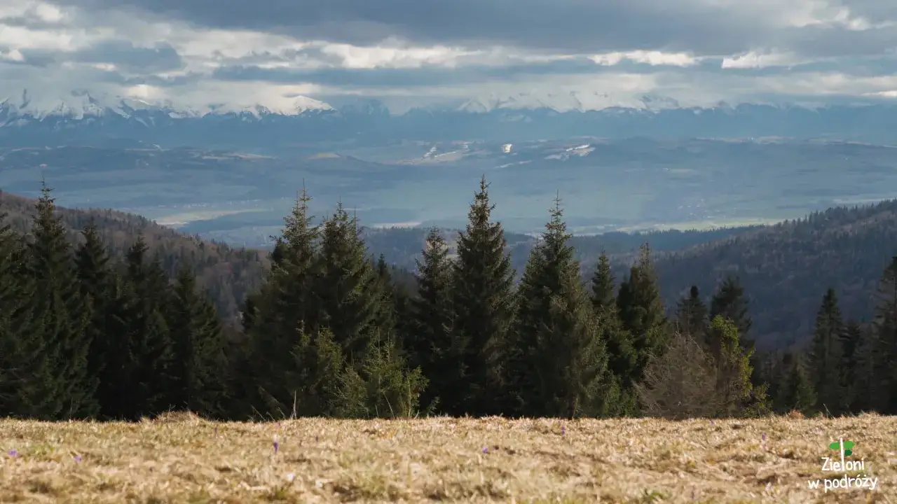 Widok z Obidowej na ośnieżone Tatry. Na pierwszym planie las świerkowy, w oddali góry.