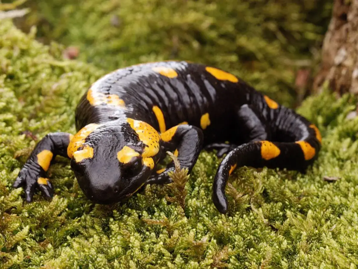 Czarna salamandra plamista z żółtymi plamami na mchu. Ciekawostki o tym płazie są fascynujące!